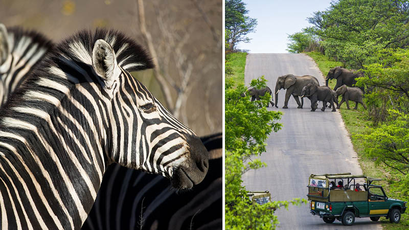 Zebror och elefanter i det vilda på safari i Sydafrika.